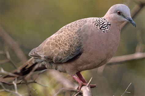 斑鳩死前的徵兆|珠頸斑鳩